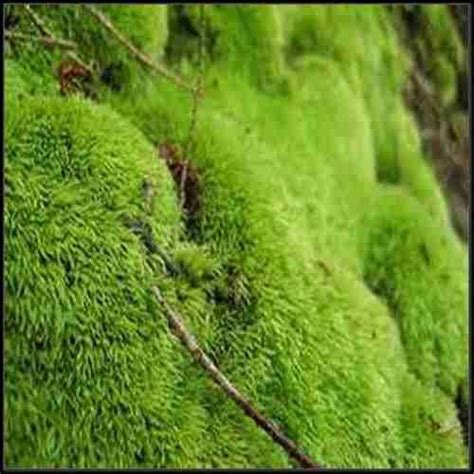 images  irish moss  pinterest gardens green carpet