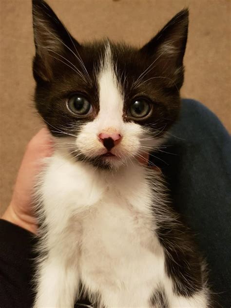 mix ragdoll kittens  elgin moray gumtree