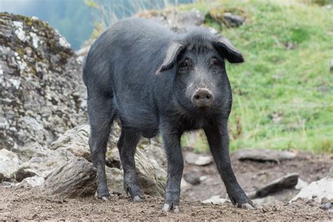 kulinarik aus den bergen das schwarze alpenschwein kehrt zurueck