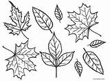 Coloring Pages Leaf Autumn Fall Leaves Printable Kids Tree Cool2bkids Bare Trees Print sketch template