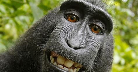 affaire du selfie de singe le photographe entend poursuivre la