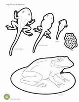 Frog Life Cycle Coloring Science Pages Kids Cycles Kindergarten Lifecycle Pond Activities Worksheets Drawing Butterfly Theme Teaching Education Nature Getdrawings sketch template