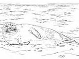 Seal Coloring Harbor Ringed Lying Beach Pages Seals sketch template