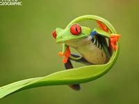 fabulous frogs ideas amphibians reptiles  amphibians frog