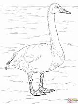 Coloring Swan Tundra Pages Whooper Swans Animals Drawing Trumpeter Printable Arctic Designlooter Taiga Popular Drawings 1536 2048px 44kb Categories sketch template