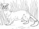 Coloring Ferret Footed Ermine Stoat sketch template