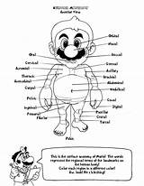 Anatomy Coloring Pages Book Heart Kids Human Printable Physiology Mario Colouring Bootleg Clipart Books Coloringhome Color Body Library Utterly Insane sketch template