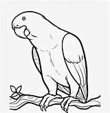 Drawing Kids Colour Parrot Coloring Worksheets Pages Birds Animal K5worksheets Bird sketch template