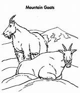 Mountain Goat Coloring Pages Couple 696px 88kb Drawings sketch template