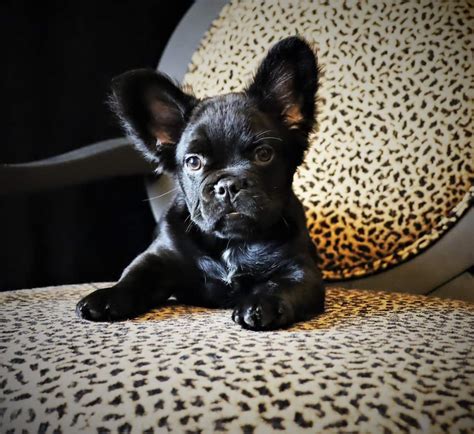 fluffy frenchie breed profile information temperament cost care