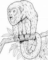 Monkey Coloring Pages Tamarin Tree Howler Monkeys Realistic Color Printable Primate Online Branch Comments Sitting 78kb 2134 sketch template