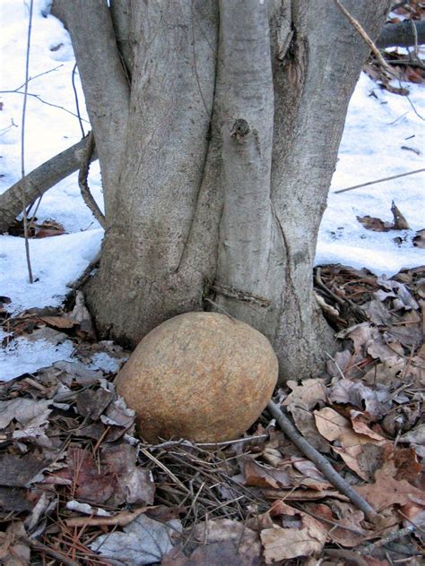 tree stone  bilokur flickr