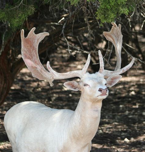 white deer  idnurse  deviantart