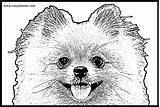 Pomeranian Printable Puppy Pomeranians Crayon Coloringhome sketch template