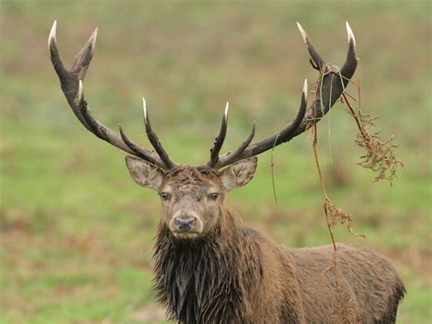 sci record book top ten red stag hunt