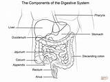 Digestive System Coloring Supercoloring sketch template