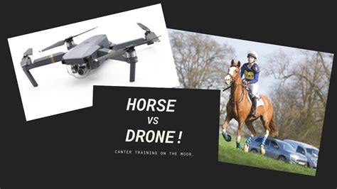 horse  drone canter training   moor swe  youtube