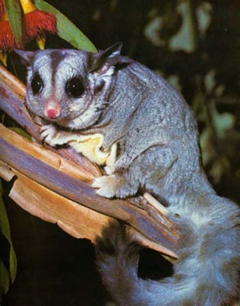 australian marsupials