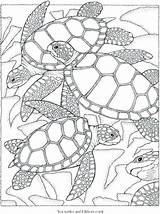 Coloring Turtle Choose Board Pages sketch template
