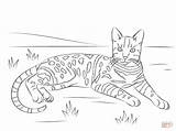 Cat Coloring Bengal Pages Tabby Spotted Printable Brown Cats Drawing Adult Realistic Adults Easy Striped Supercoloring Ausmalen Print Bengalen Top sketch template