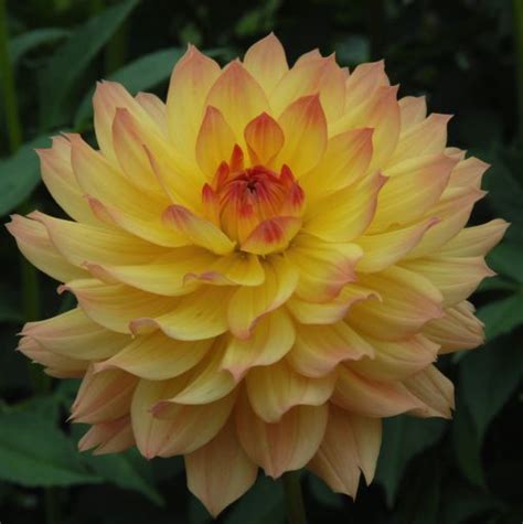 linna swan dahlias