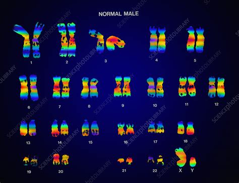 Normal Male Karyotype Stock Image C022 0569 Science Photo Library