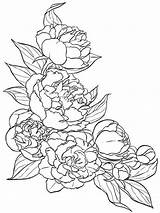 Coloring Peony Pages Flower Flowers Color Tattoo Pattern Drawing Print Drawings Visit Recommended Sketches Getcolorings Printable Getdrawings перейти sketch template