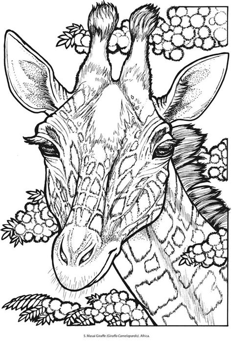 giraffe coloring pages  adults  getdrawings