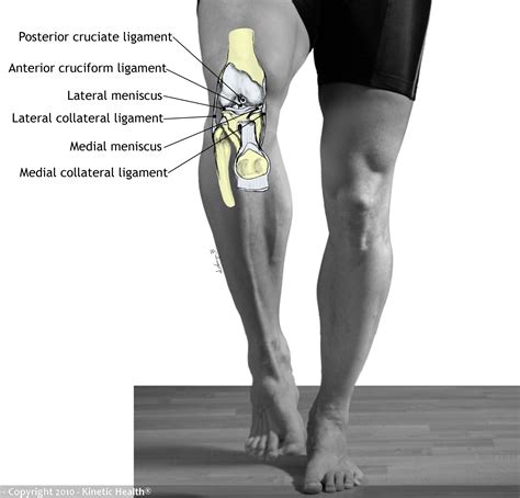 kinetic health calgary ligament injuries   knee
