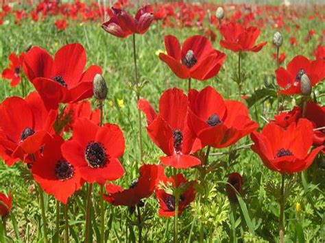 filepikiwiki israel  field  poppiesjpg wikimedia commons