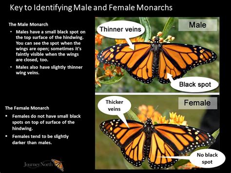 12 08 2020 key to identify the male and female monarch butterfly