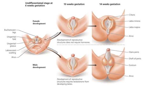 female genitals on testosterone