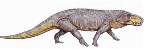 prestosuchus chiniquensis fearsome predator that roamed earth before the dinosaurs discovered