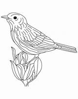 Goldfinch Coloring Template sketch template