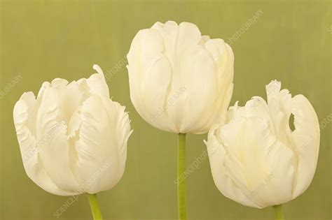 tulipa white parrot stock image  science photo library