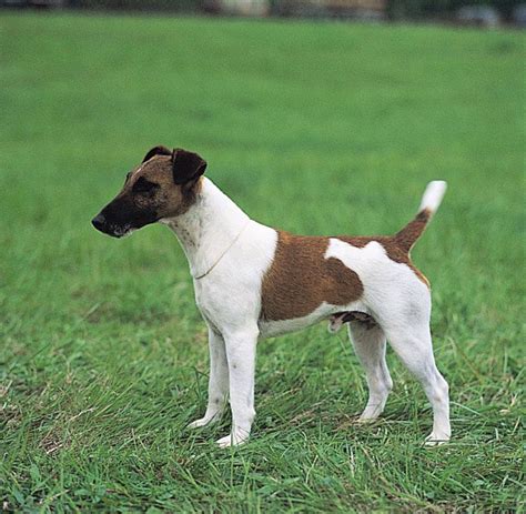 fox terrier smooth wirehaired hunting companion britannica