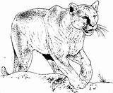 Cougar Coloring Realistic Pages Coloringbay sketch template
