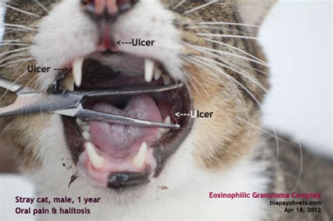 Eosinophilic Complex – Cat