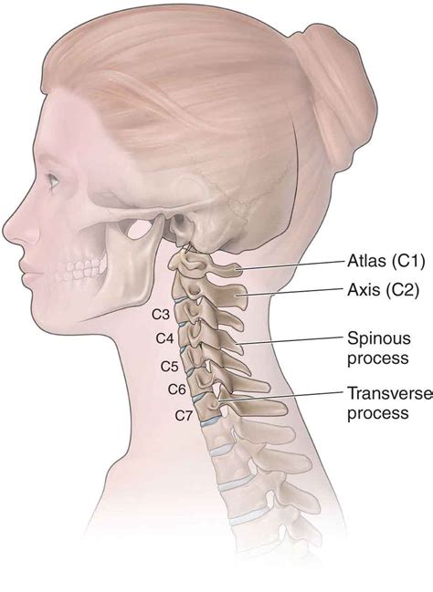 cervical spine musculoskeletal key