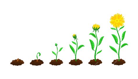 cultivation clipart  flowers