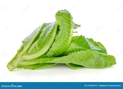 lettuce  white stock photo image  chinese nutrition