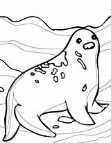 Coloring Seal Pages Arctic Animals Animal Ringed Awesome Harp Antarctica Humpback Whale Baby Drawing Jam Fox Getcolorings Getdrawings Nice Kids sketch template