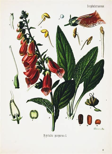 botanical prints botanical printables botanical prints