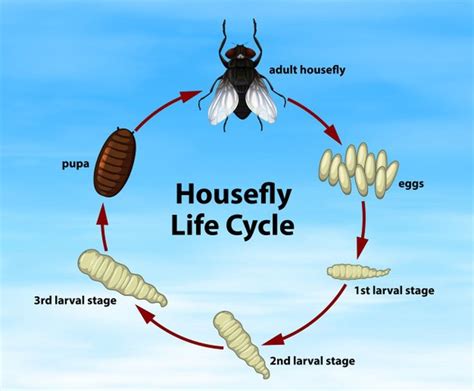 Science Housefly Life Cycle Paid Affiliate Affiliate Housefly