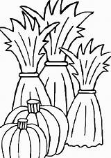 Corn Plant Drawing Coloring Stalk Clipartmag Pumpkin sketch template