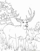Hunting Coloring Deer Pages Kids Printable Realistic Reindeer Color Colouring Dog Getcolorings Getdrawings Colouri Colorings sketch template