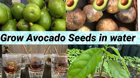 How To Grow Avocado Seeds In Water Youtube