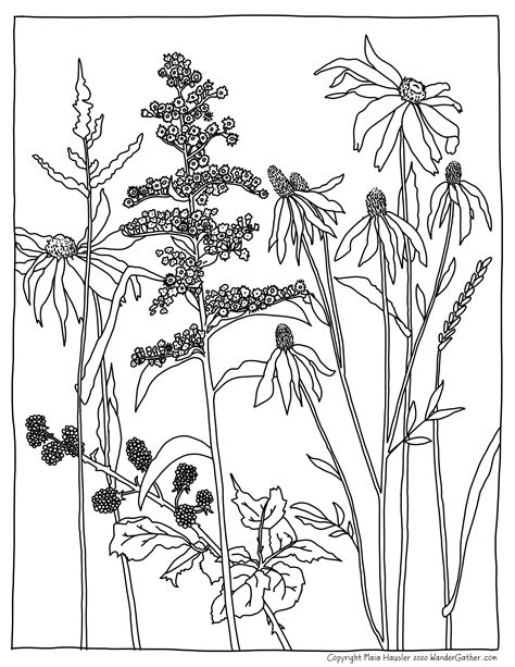 texas wildflowers coloring page coloring pages