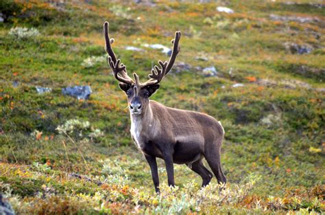 reindeer facts history  information  amazing pictures