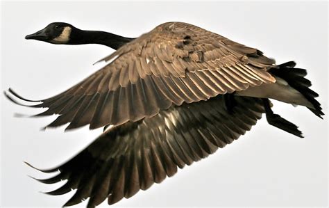 Art Lander’s Outdoors Comeback Of Canada Geese A Major Conservation